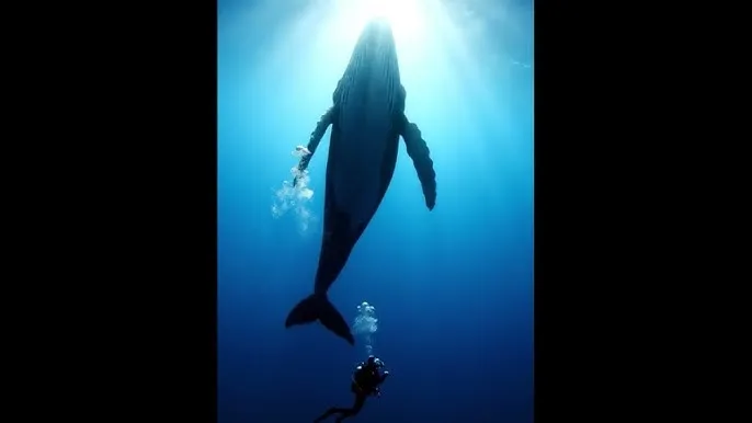 插曲的视频尖叫视频在线观看 - 深蓝星球：探索海洋深处的未知世界